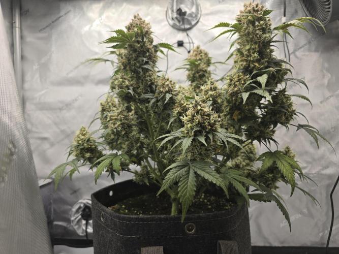 🍊Orange Sherbert Auto🍧. Week 13