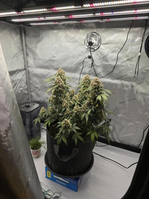 🍊Orange Sherbert Auto🍧. Week 13