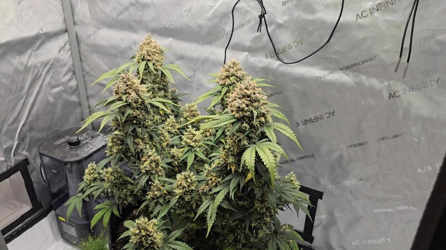 🍊Orange Sherbert Auto🍧