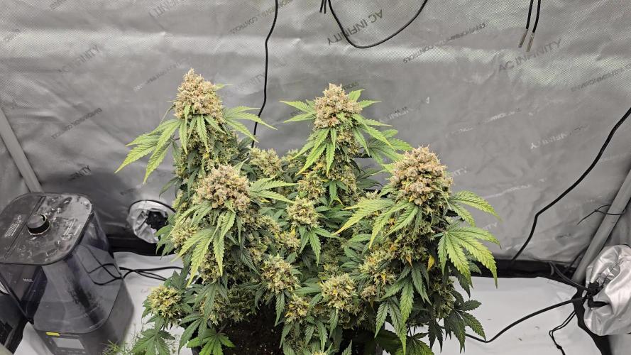 🍊Orange Sherbert Auto🍧
