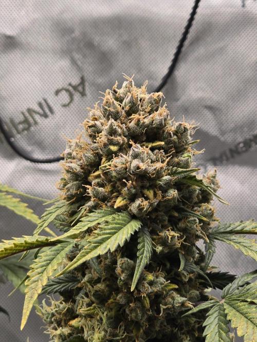 Fast Buds - Orange Sherbet Auto by Smev1337