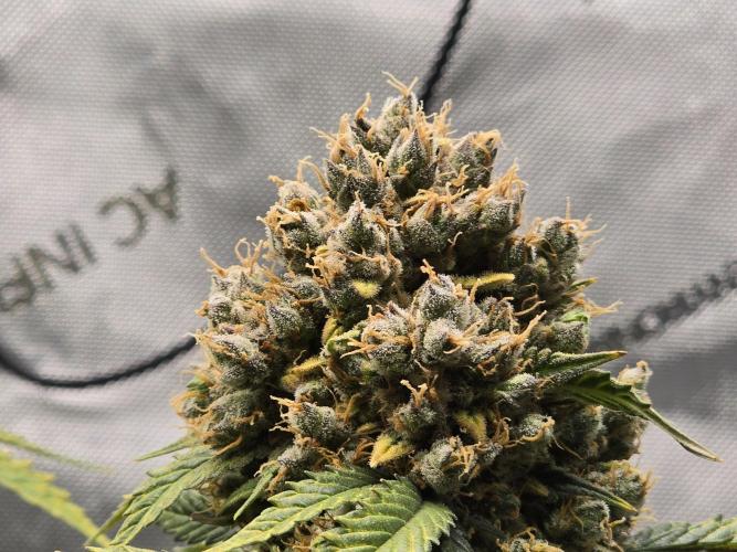 🍊Orange Sherbert Auto🍧. Week 14