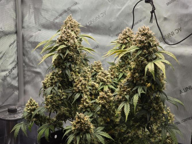 🍊Orange Sherbert Auto🍧. Week 14