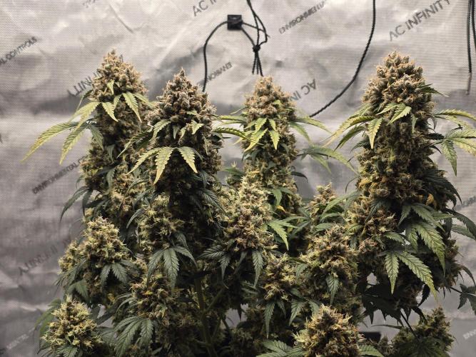 🍊Orange Sherbert Auto🍧. Week 14