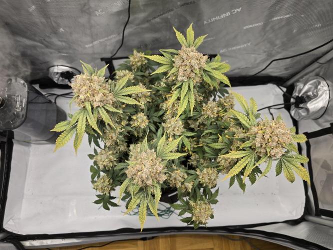 🍊Orange Sherbert Auto🍧. Week 14