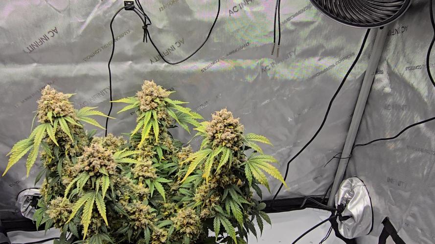 🍊Orange Sherbert Auto🍧