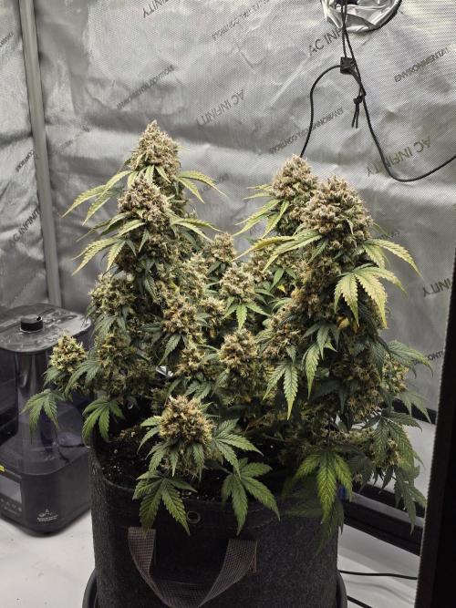 🍊Orange Sherbert Auto🍧. Week 14