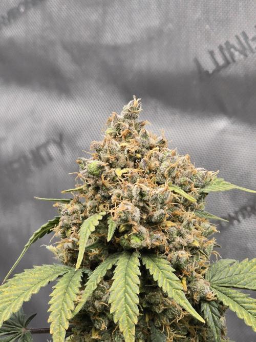 🍊Orange Sherbert Auto🍧. Week 14