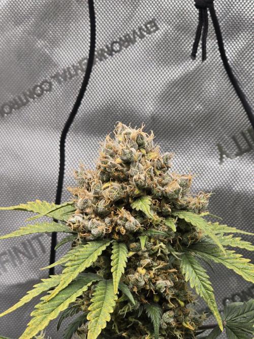 🍊Orange Sherbert Auto🍧. Week 14