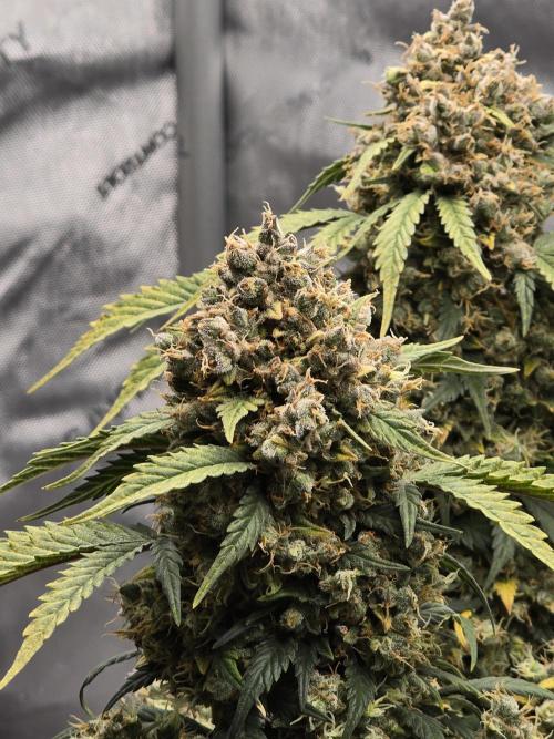 🍊Orange Sherbert Auto🍧. Week 14