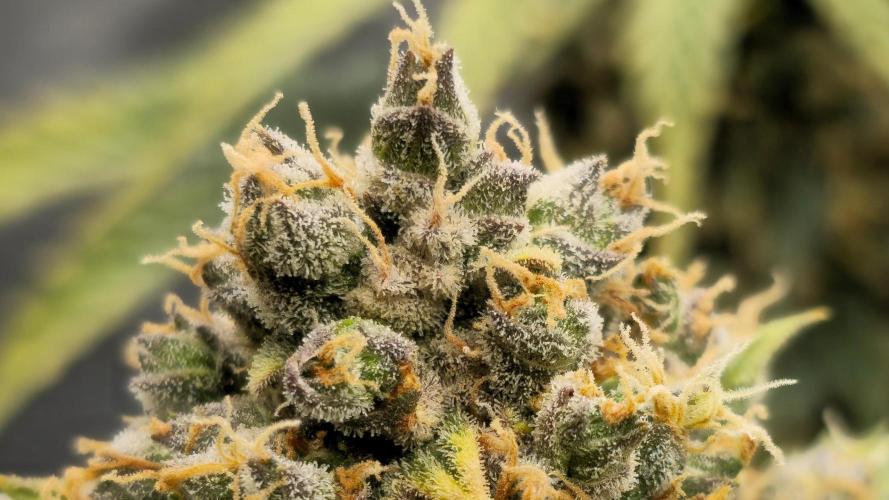 🍊Orange Sherbert Auto🍧. Week 14