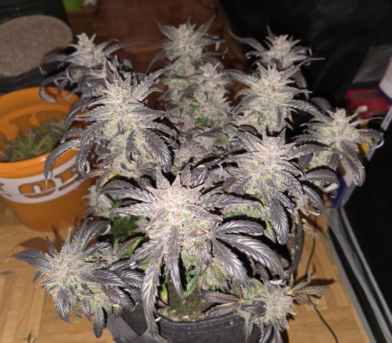 🍓RF3 Strawberry Gorilla🦍. Week 13