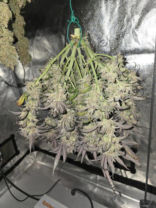 🍓RF3 Strawberry Gorilla🦍. Week 13