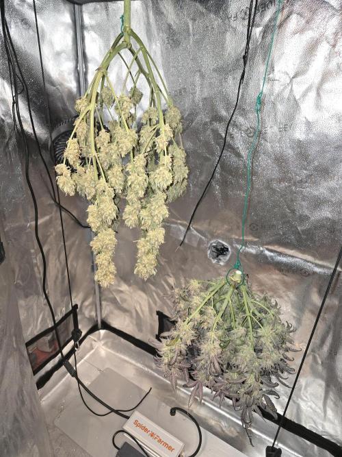 🍓RF3 Strawberry Gorilla🦍. Week 13