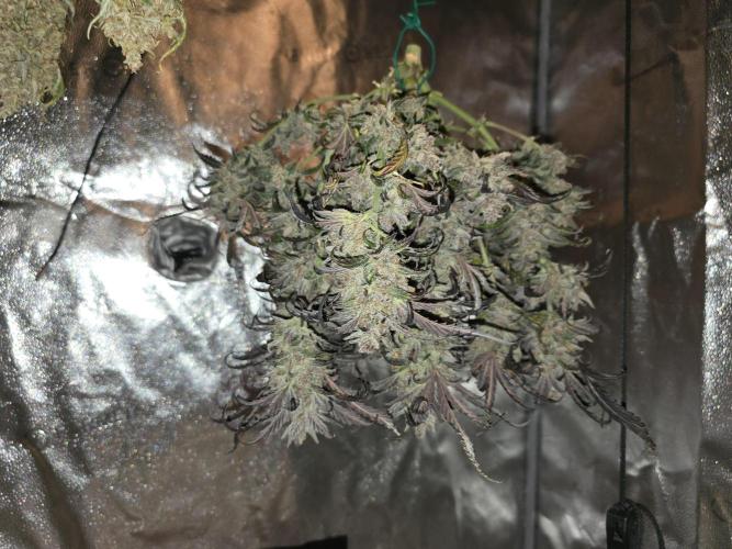 🍓RF3 Strawberry Gorilla🦍. Week 13
