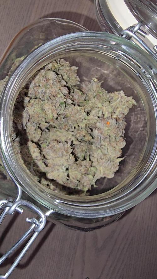 🍓RF3 Strawberry Gorilla🦍