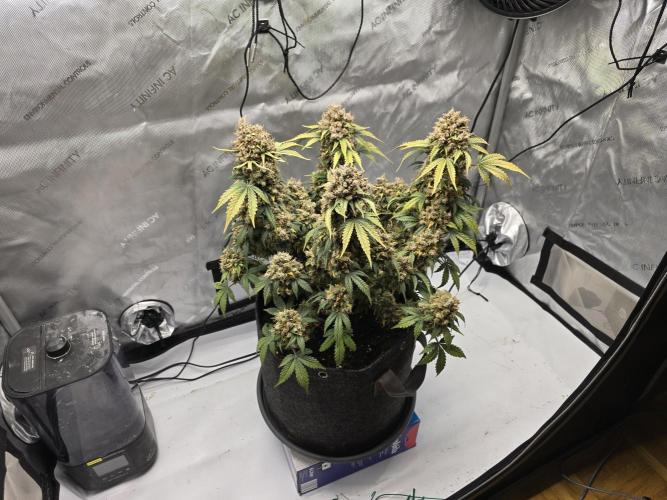 🍊Orange Sherbert Auto🍧. Week 15