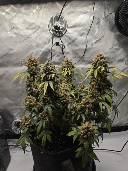 🍊Orange Sherbert Auto🍧. Week 15
