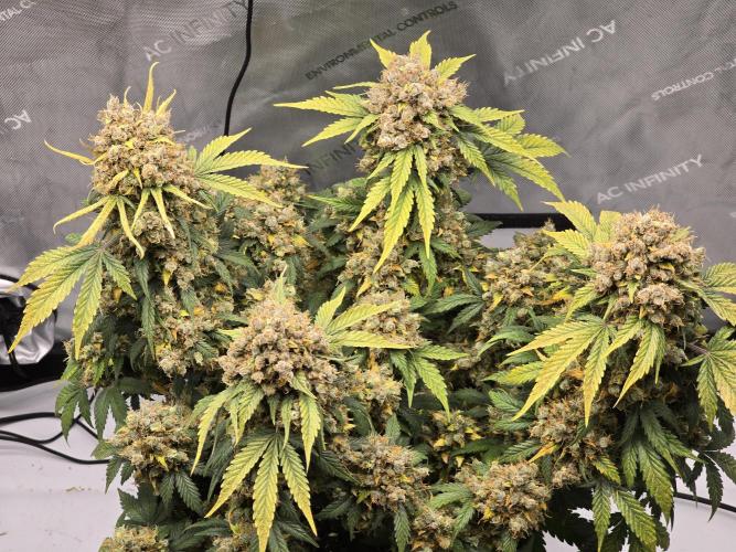 🍊Orange Sherbert Auto🍧. Week 15