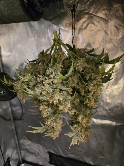 🍊Orange Sherbert Auto🍧. Week 15