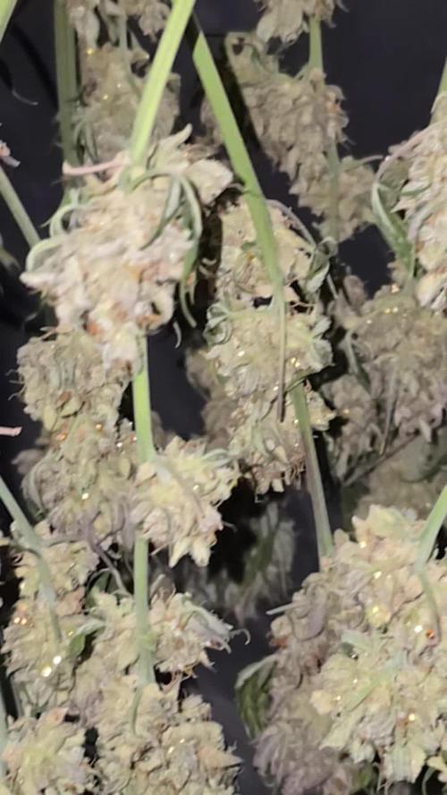 🍊Orange Sherbert Auto🍧