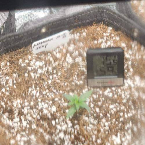 Pineapple Kush Cake Automatic, Amnesia Jelly Automatic, dream beans