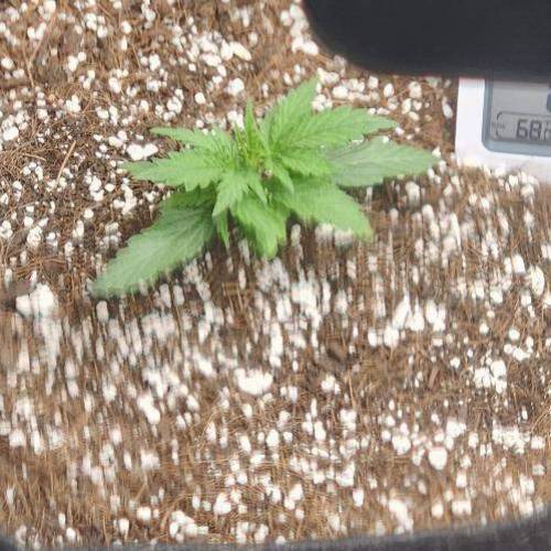 Pineapple Kush Cake Automatic, Amnesia Jelly Automatic, dream beans