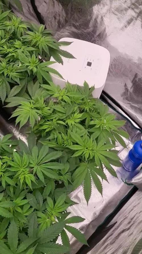 1er cultivo indoor, desde semilla