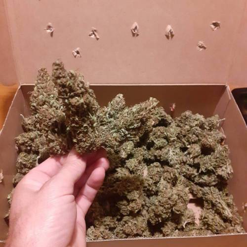 Skunk Dream CBD. Week 13