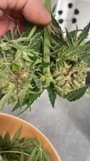 Comment by Xonidan photo #1