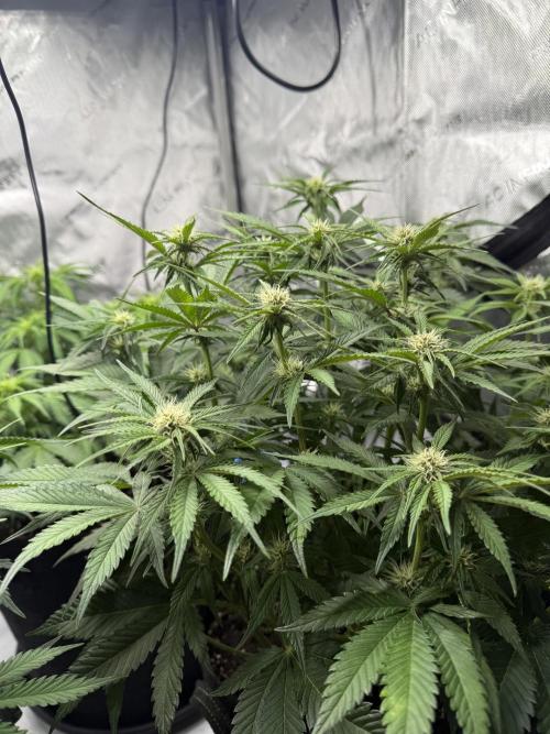 Cool Cookies. Week 7