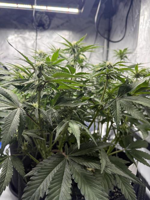 Cool Cookies. Week 7