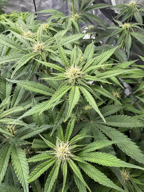 Cool Cookies. Week 7