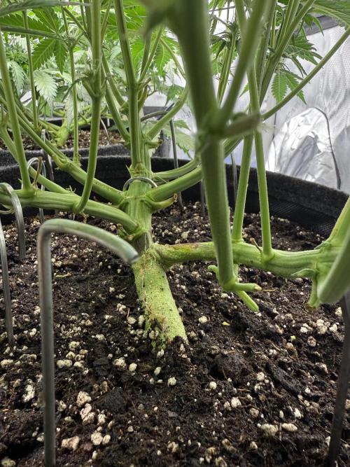 Cool Cookies. Week 7