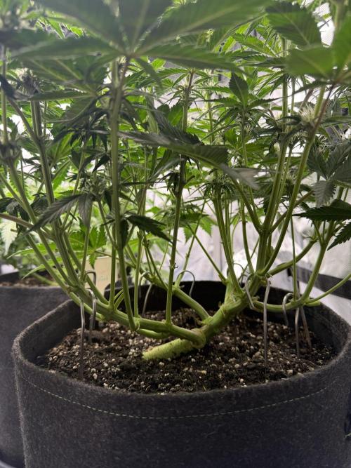 Cool Cookies. Week 7