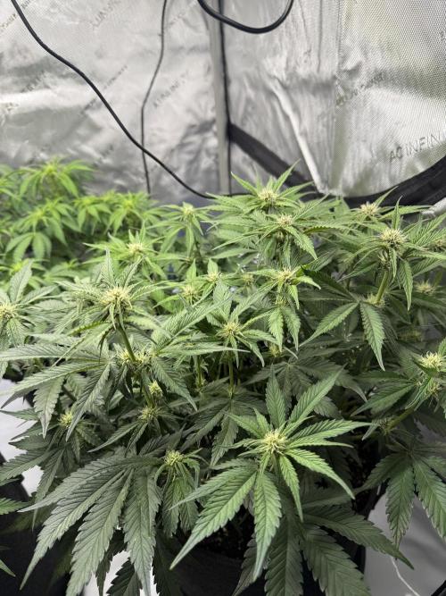 Cool Cookies. Week 7