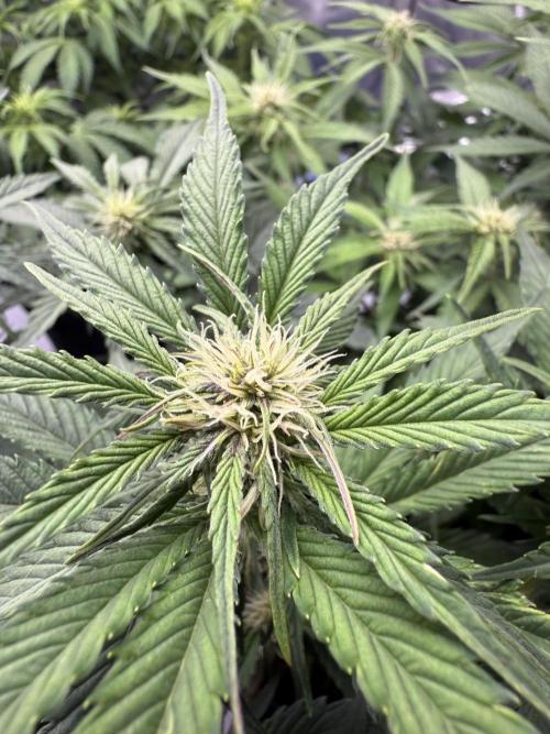 Cool Cookies. Week 7