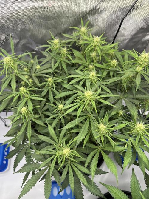 Strawberry Pie. Week 7