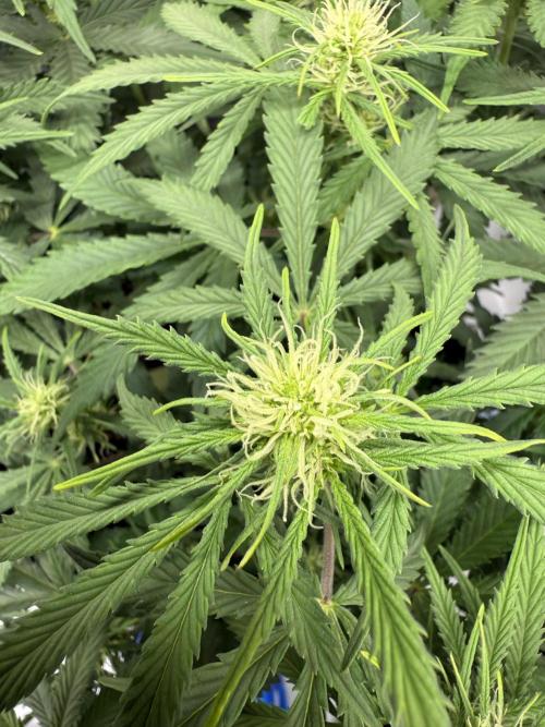 Strawberry Pie. Week 7