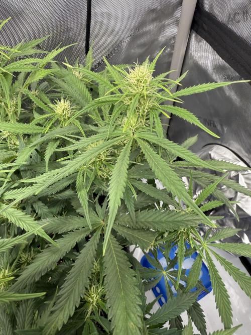 Strawberry Pie. Week 7