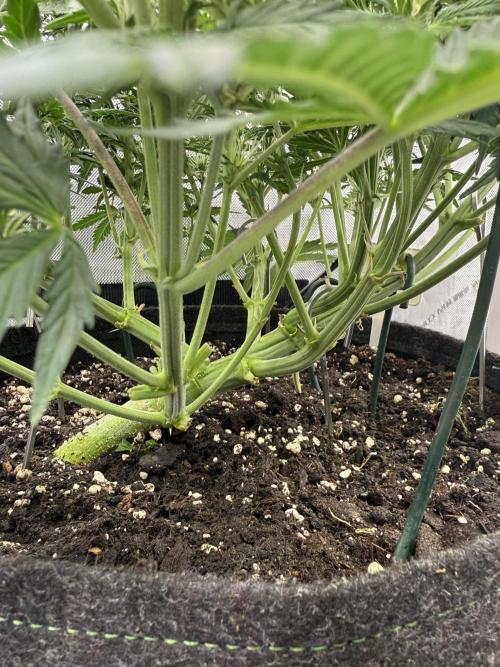 Strawberry Pie. Week 7