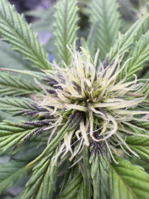 Cool Cookies. Week 7 - Dieses Lila !!