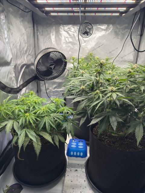Lemoncherry. Week 7