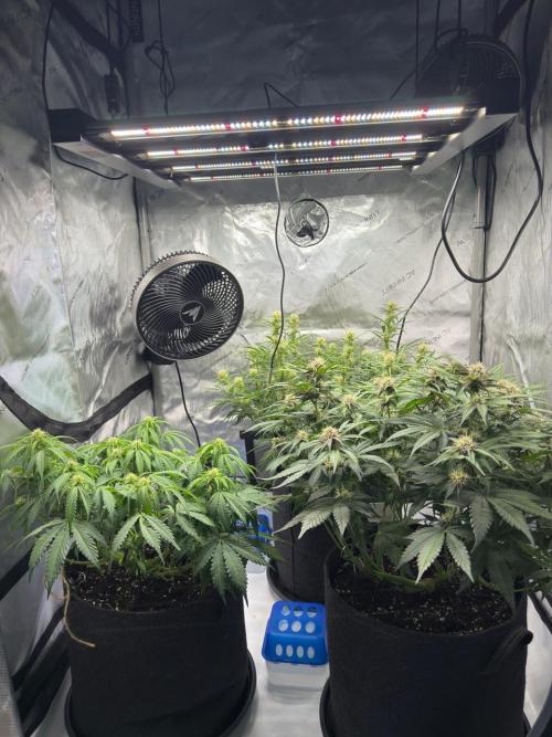 Cool Cookies. Week 8