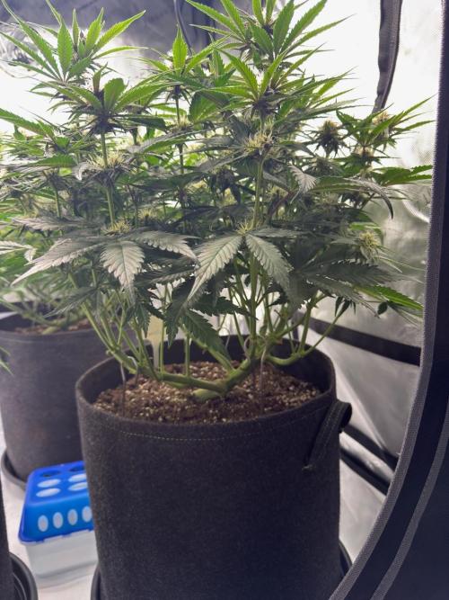 Cool Cookies. Week 8