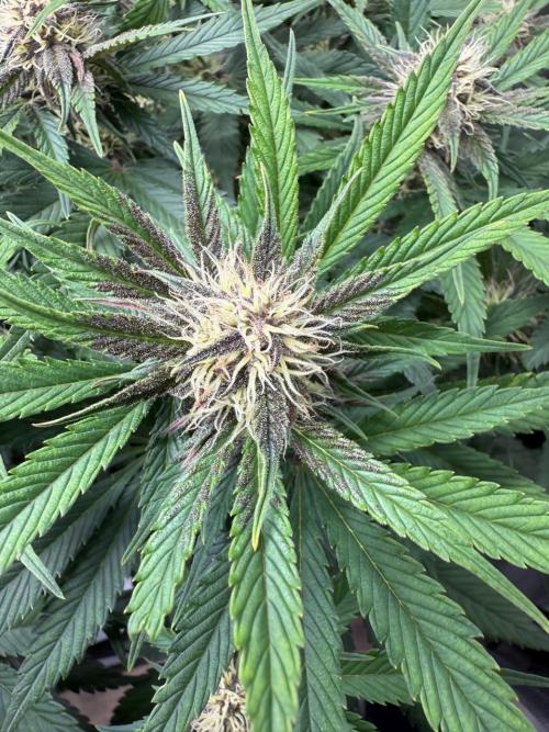 Cool Cookies. Week 8