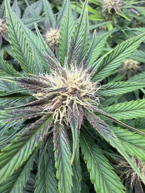 Cool Cookies. Week 8