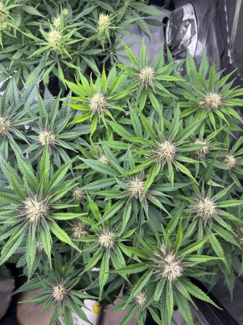 Cool Cookies. Week 8