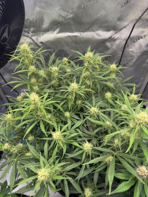 Strawberry Pie. Week 8