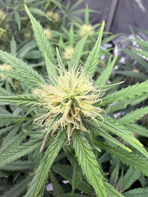 Strawberry Pie. Week 8